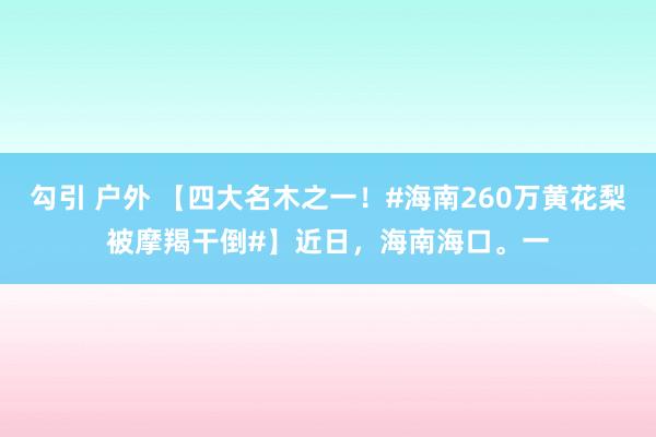 勾引 户外 【四大名木之一！#海南260万黄花梨被摩羯干倒#】近日，海南海口。一